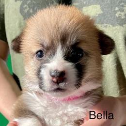 Bella - Red female Pembroke Welsh Corgi puppy in Grenada, California from California Corgi Butts