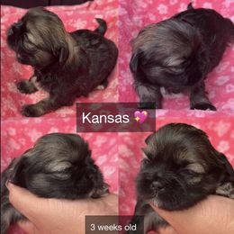Kansas - Black and tan female Shih Tzu puppy in Orange, California from Shih Tzu Hauz