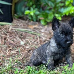Hannah - Brindle female Cairn Terrier puppy in Mountain Grove, Missouri from CreekTop