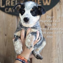 Boy 2 - Blue male Australian Cattle Dog puppy in Monroe, North Carolina from Creek View Cattle Dogs