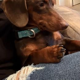 Churro - Dachshund