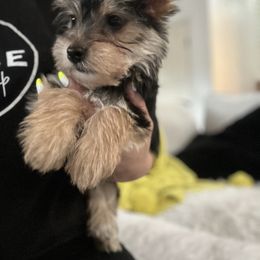 Yorkshire Terrier Puppies from Sugar & Spice Yorkies