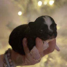 Boots - Black and white male Chihuahua puppy in Breese, Illinois from Casey's Chihuahuas and mini Dachshunds
