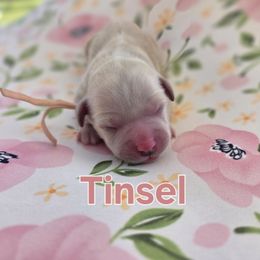 Tinsel - female Cavapoochon puppy in Bullard, Texas from Cavapoochon Central LLC