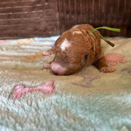 Foliage - Red  male Goldendoodle puppy in Chino Valley, Arizona from Bass Creek Doodles