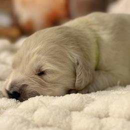 Girl 3 - female Golden Retriever puppy in New Kent, Virginia from Coastal Retrievers