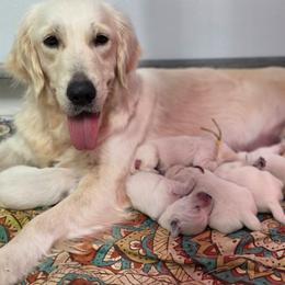 Lola / Miss Carolina - Golden Retriever