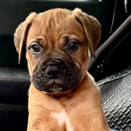 Bullmastiffs from Silverback Bullmastiffs