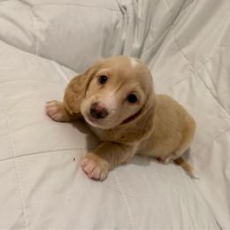 Blackie - Cream male Dachshund puppy in Bakersfield, California from Dachshund Love