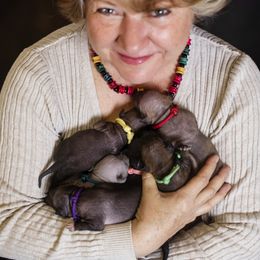 American Hairless Terrier and Anatolian Shepherd Dog Puppies from Wilsong AHT
