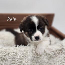 Rain - Brindle and white female American Corgi puppy in Concrete, Washington from Wigglebutts American Corgis