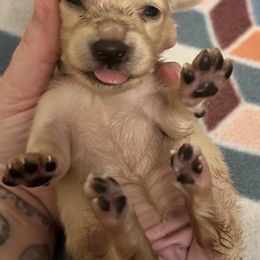 Dachshund Puppies from KT Canines, LLC