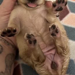 Dachshund Puppies from KT Canines, LLC
