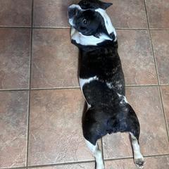 Remmy - French Bulldog