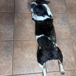 Remmy - French Bulldog