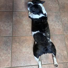 Remmy - French Bulldog