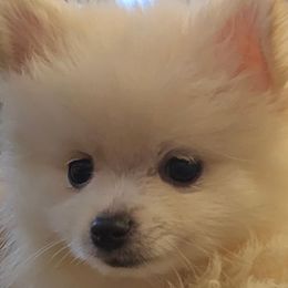 Pomeranian puppies from Socalpoms