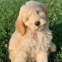 Bernedoodles and Goldendoodles from Beach Creek Doodles