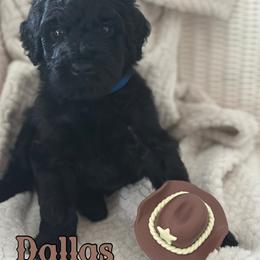Dallas - Black male Poodle puppy in Dayton, Texas from Wolfe Island Poodles