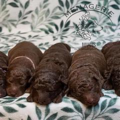 Mudi Puppies from Menagerie Mudis & More