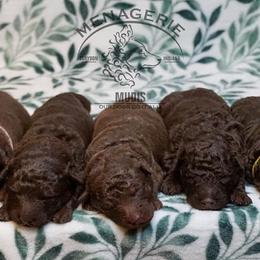Mudi Puppies from Menagerie Mudis & More