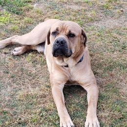 Titus - Cane Corso