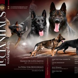 German Shepherd puppies from Lucianhaus
