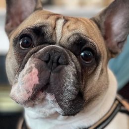 French Bulldogs from Franceschi French Bulldogs