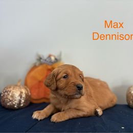 Max - Golden male Golden Retriever puppy in Salt Lake City, Utah from Soaring golden retrievers