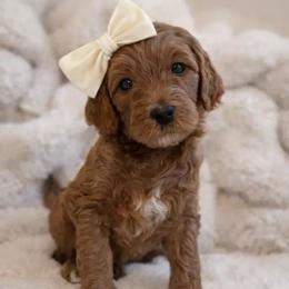 Ahsoka - Red  female Goldendoodle puppy in Gilbert, Arizona from Doodle Bliss