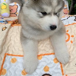 Siberian Husky Puppies from Canace Siberians