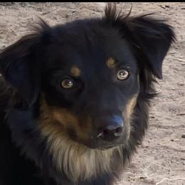 Willow - Australian Shepherd