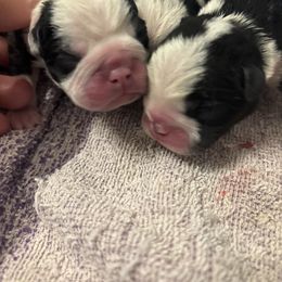 Boy3 - Black and white male Boston Terrier puppy in Mc Donough, Georgia from Ballard Boston Terriers