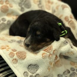 Bernedoodle Puppies from A MAYSING Bernedoodles