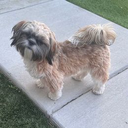 Zorya - Shih Tzu