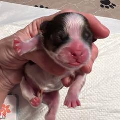 Black collar - Black gold and white male Shorkie puppy in Mays Landing, New Jersey from Fancy Paws Shorkies & Shih Tzus