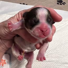 Black collar - Black gold and white male Shorkie puppy in Mays Landing, New Jersey from Fancy Paws Shorkies & Shih Tzus