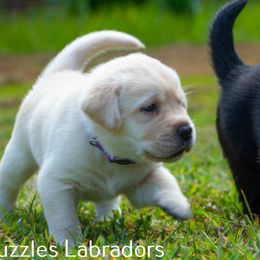 Labrador Retriever Puppies from Puzzles Labradors