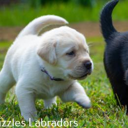Labrador Retriever Puppies from Puzzles Labradors