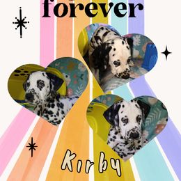 Kirby - White and black male Dalmatian puppy in Euless, Texas from 101 Dew Dream Valley Dalmatians