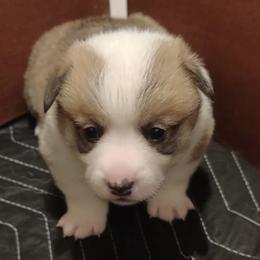Pembroke Welsh Corgis from Weaver Corgis