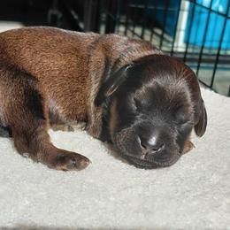 Matea - Sable male Goldendoodle puppy in Eau Claire, Wisconsin from Fisher River Doodle's