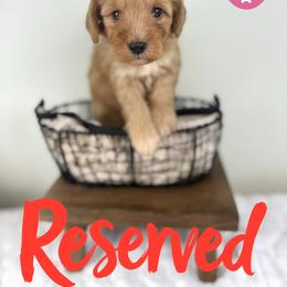 Bernedoodle, Goldendoodle, and Poodle Puppies from Plum Valley Pups