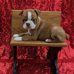 Fireball - Red male Boston Terrier puppy in Perry, Oklahoma from Sitsler Bostons