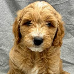 Green Boy - Red  male Goldendoodle puppy in Travelers Rest, South Carolina from Bailey Mountain Doodles