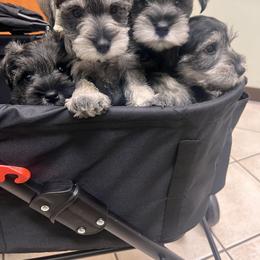 Miniature Schnauzer Puppies from Mt. View's Pretty Little Schnauzers