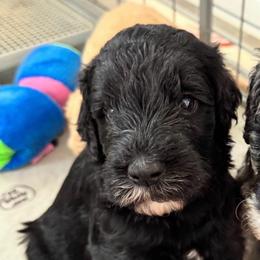 Elide - Black female Goldendoodle puppy in Moreno Valley, California from Rainbow SoCal Doodles