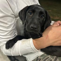Boomer ( Boom) - Black female Labrador Retriever puppy in Four Oaks, North Carolina from TLC Retrievers