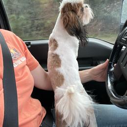Willow - Shih Tzu