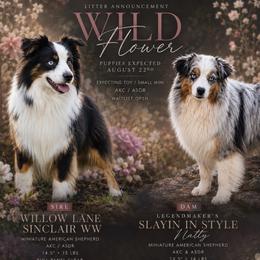 Miniature Australian Shepherd puppies from Diamond Arrow Aussies